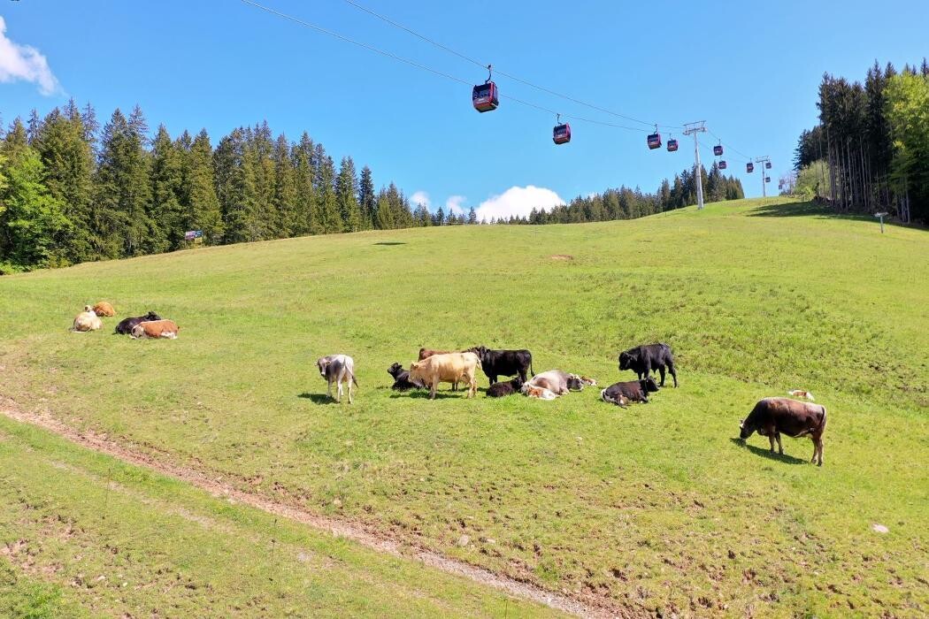 Bilder Berggasthof Staudachstubn