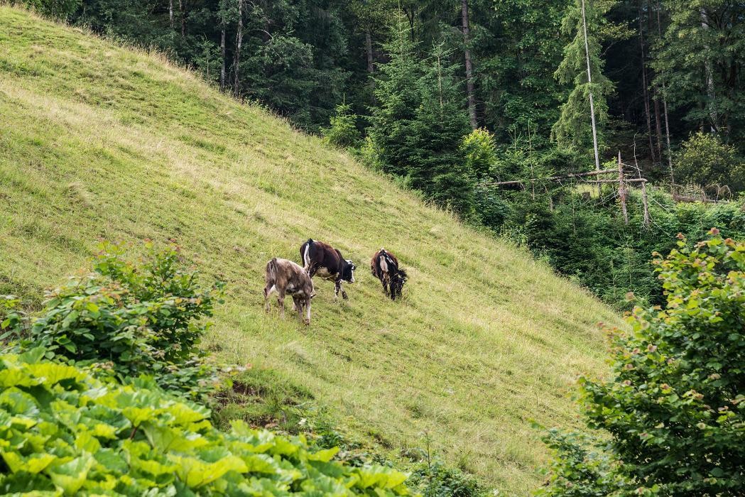 Bilder Berggasthof Staudachstubn