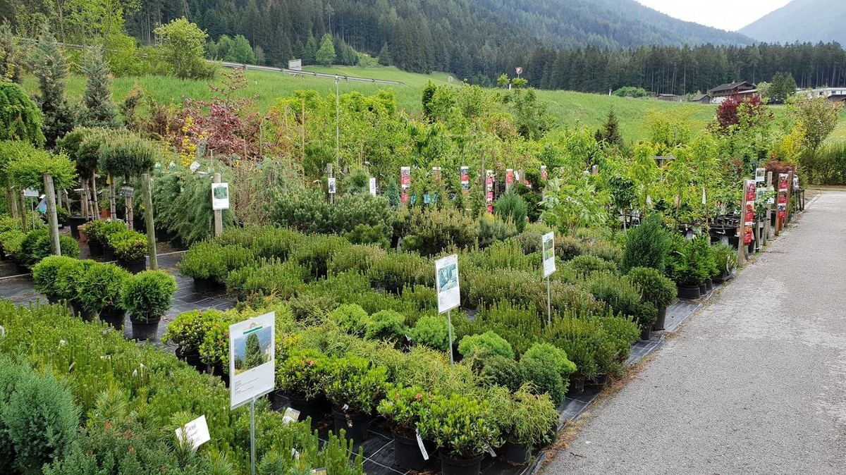 Bilder Gartenbau- Floristik Tauderer Markus