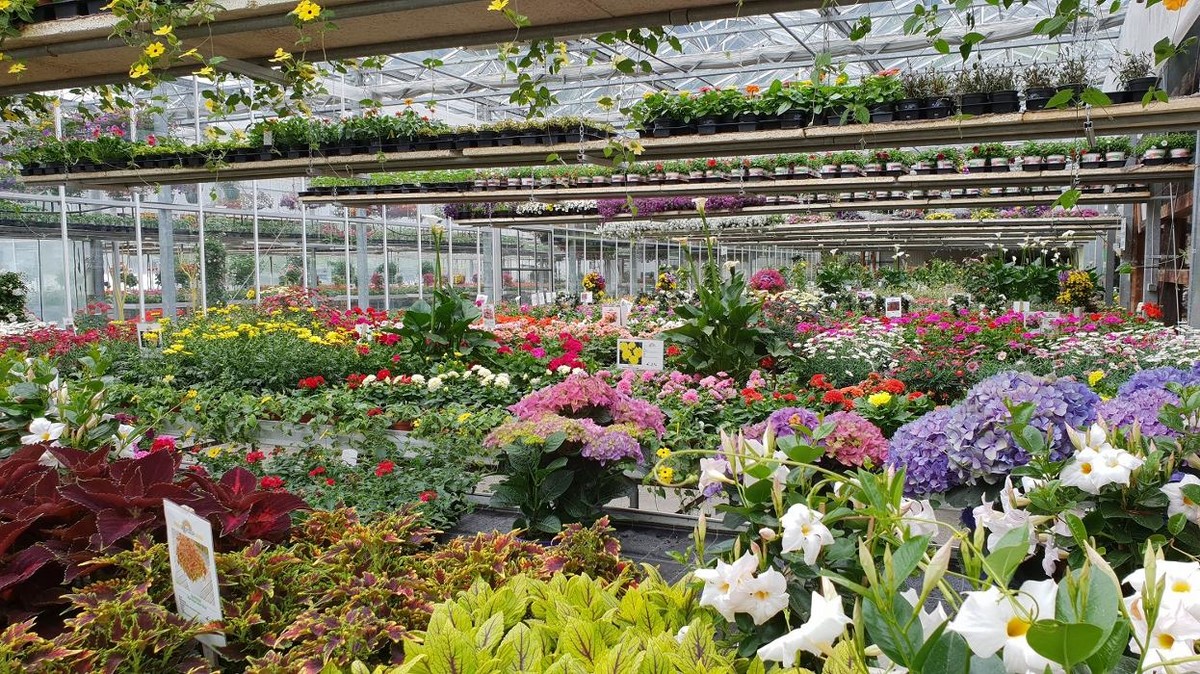 Bilder Gartenbau- Floristik Tauderer Markus
