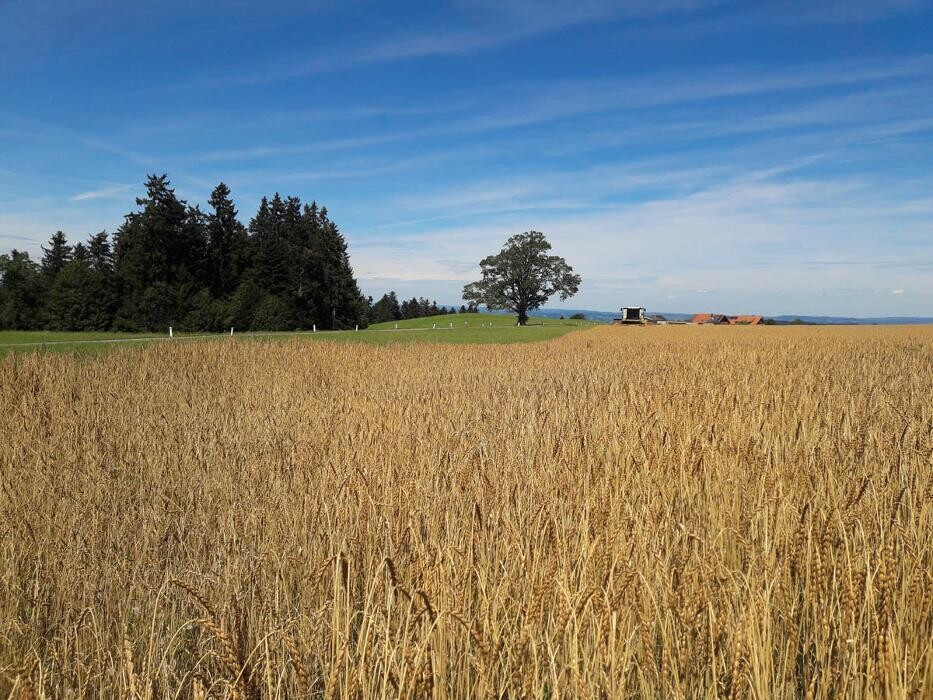 Bilder Martinshof