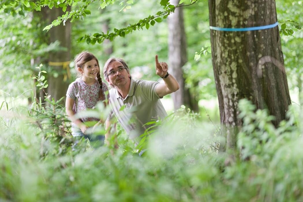 Bilder FriedWald Schöcklland