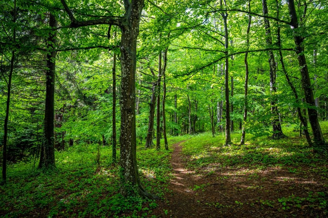 Bilder FriedWald Schöcklland