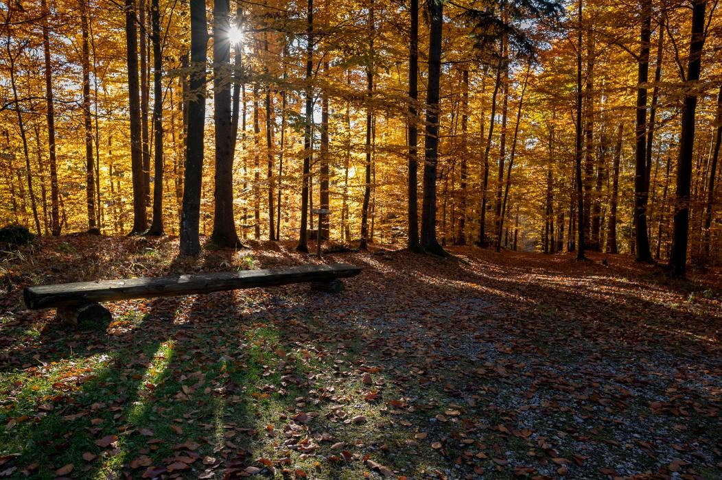 Bilder FriedWald Schöcklland