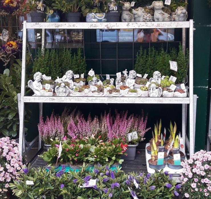 Bilder PENZO Flora Blumen Rochusmarkt GmbH