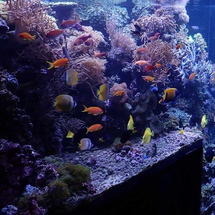 Bilder Riff-Toys Meeresaquaristik