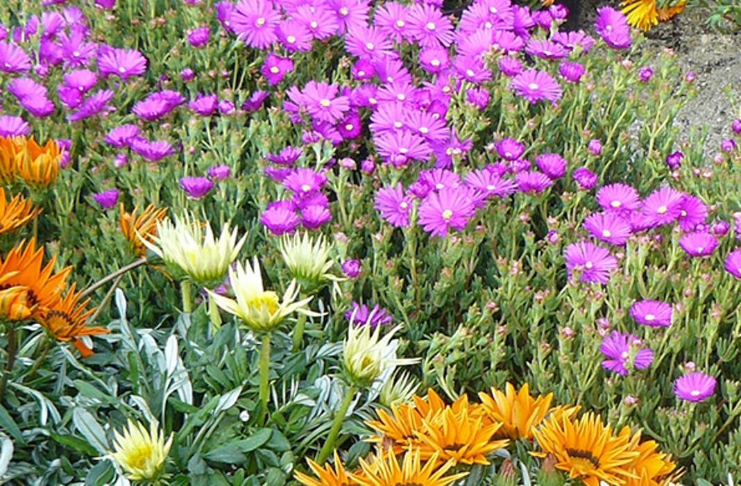 Bilder PENZO Flora Blumen Flötzersteig GmbH