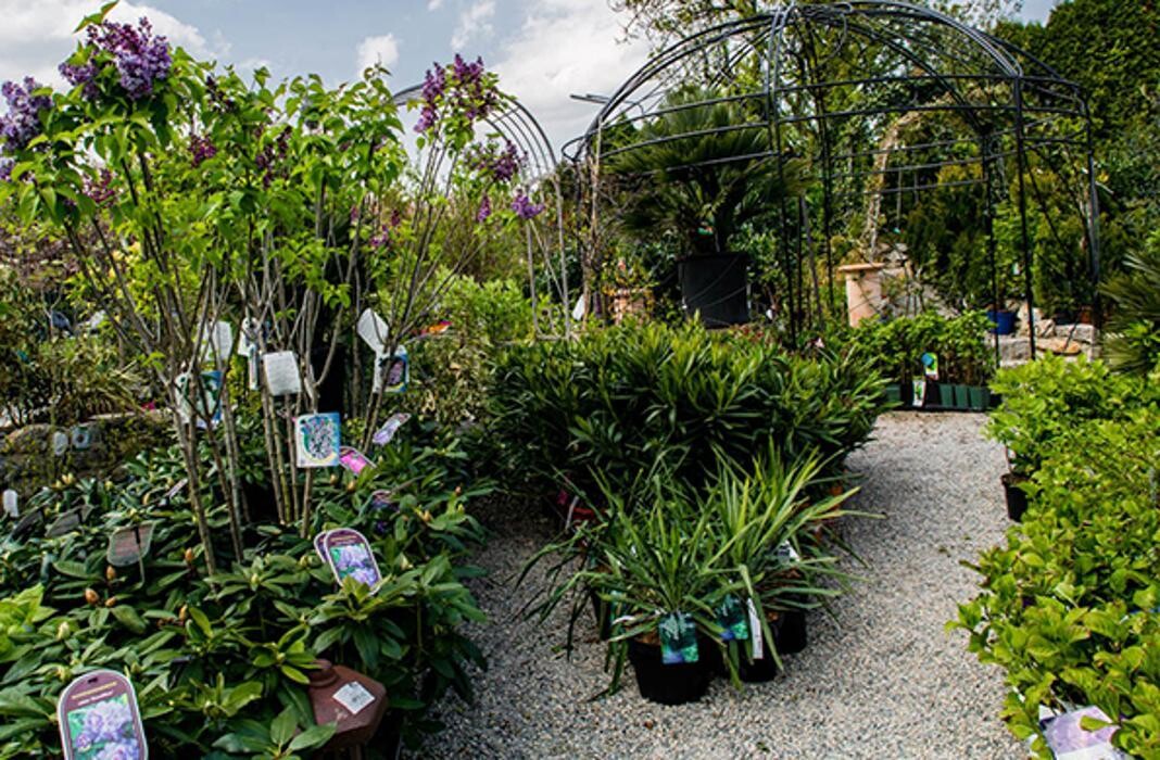 Bilder PENZO Flora Blumen Flötzersteig GmbH