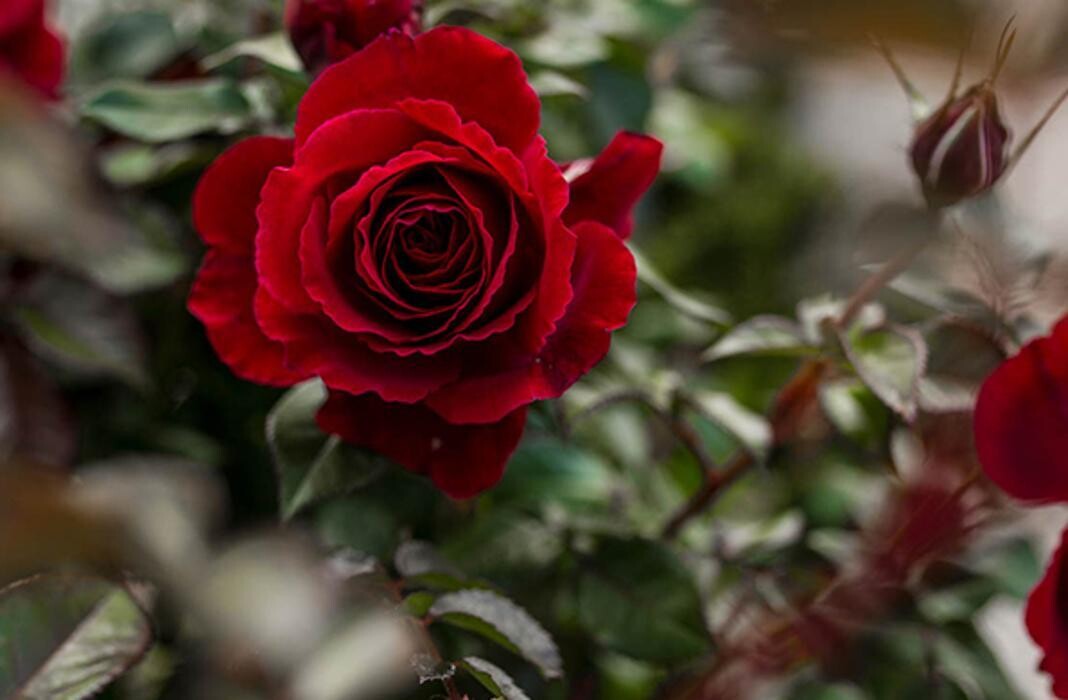 Bilder PENZO Flora Blumen Flötzersteig GmbH