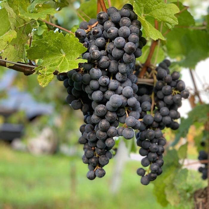 Bilder Schandl's Weingut vormals Domaine Pöttelsdorf
