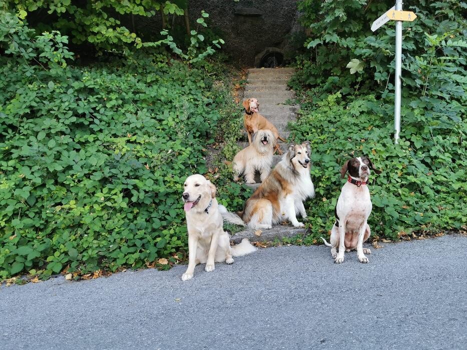 Bilder Alpha Hundetraining e.U.