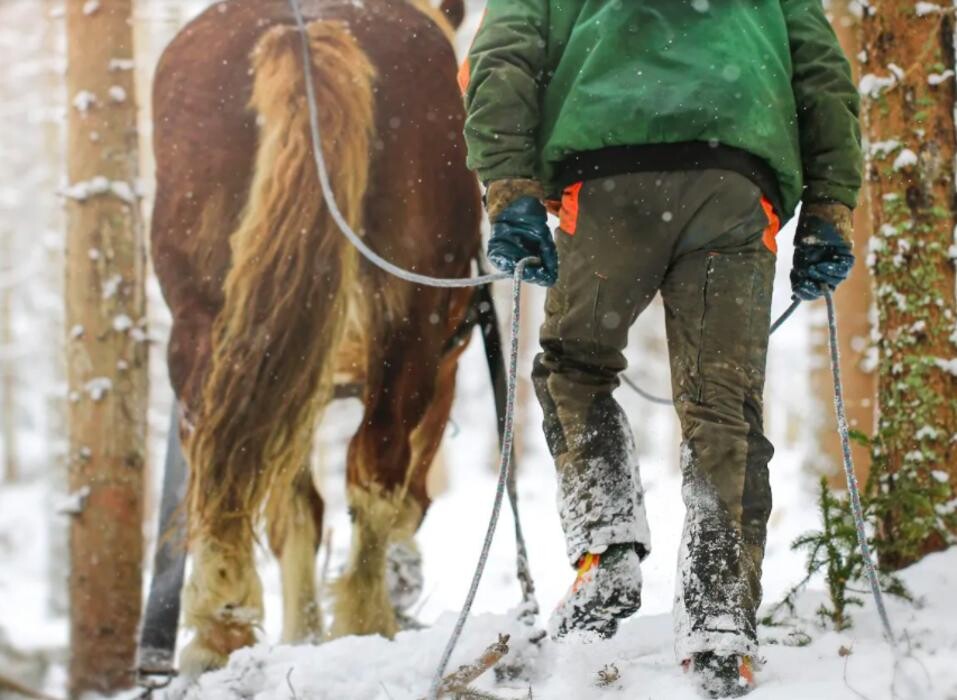 Bilder Forstbetrieb Brunner