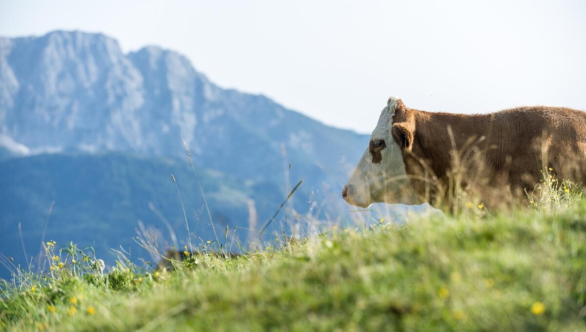 Bilder Sattleggers Alpenhof