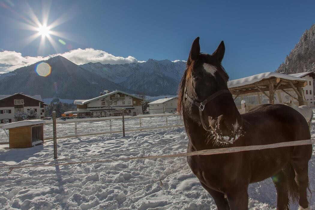 Bilder Reitanlage Dagnhof