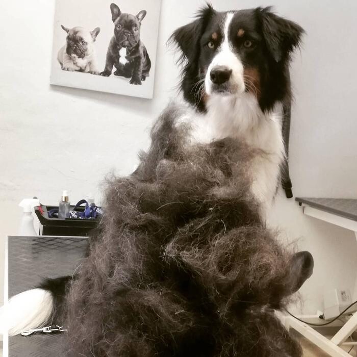 Bilder Hundefriseur Tinas Pfotenglück