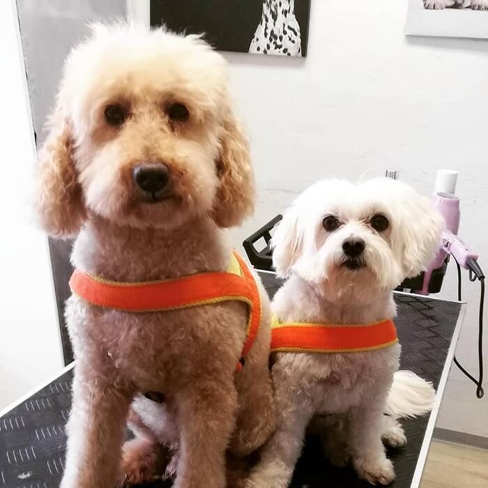 Bilder Hundefriseur Tinas Pfotenglück