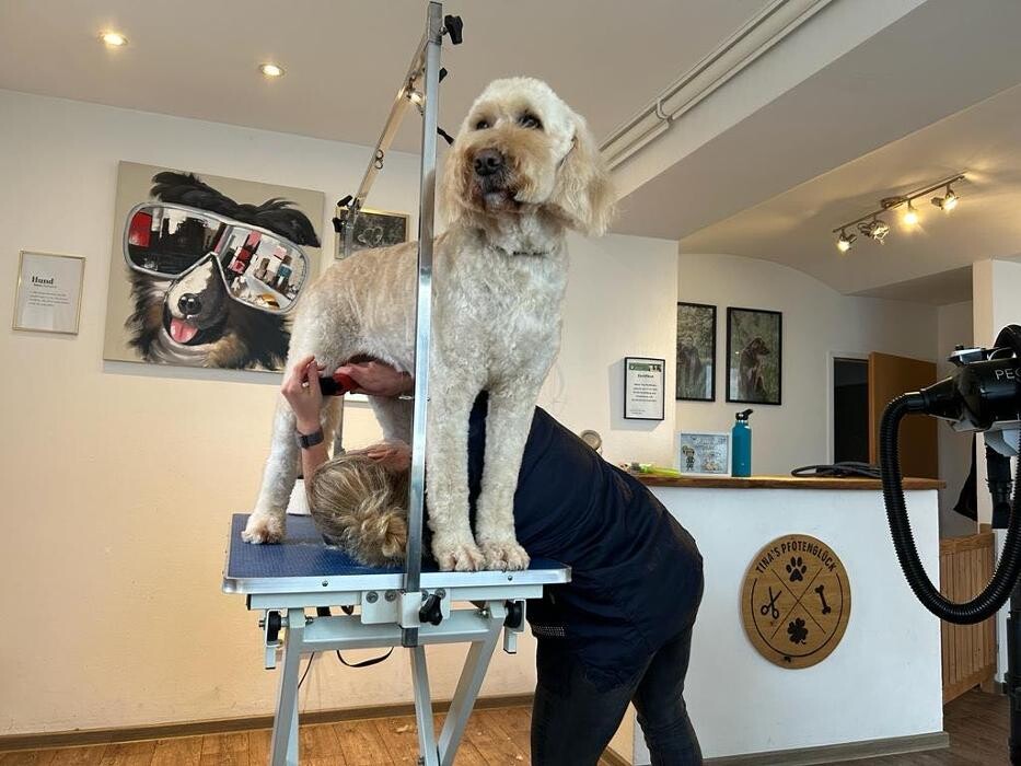 Bilder Hundefriseur Tinas Pfotenglück
