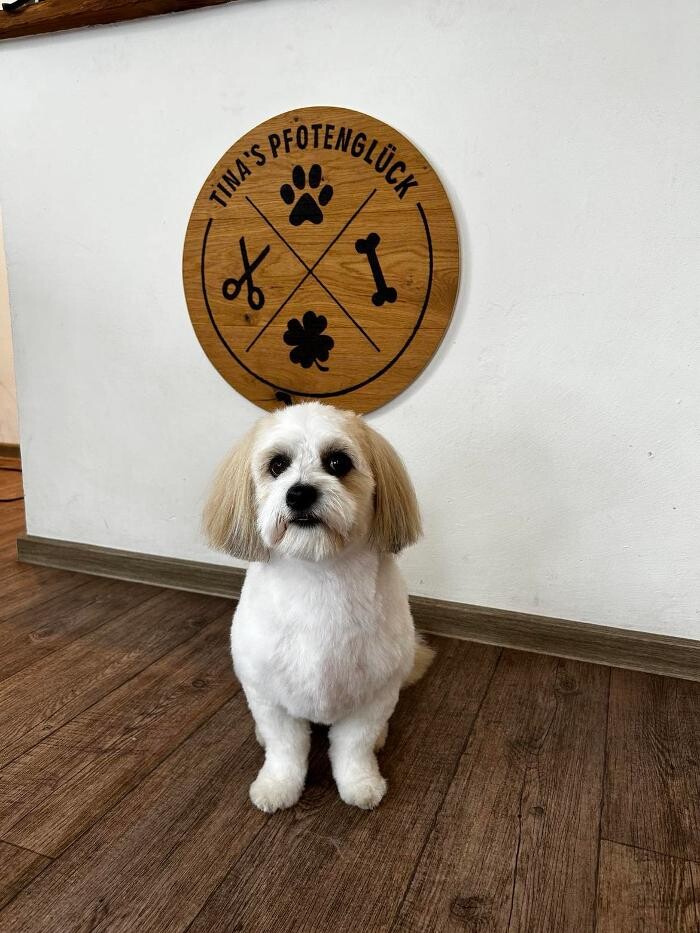 Bilder Hundefriseur Tinas Pfotenglück