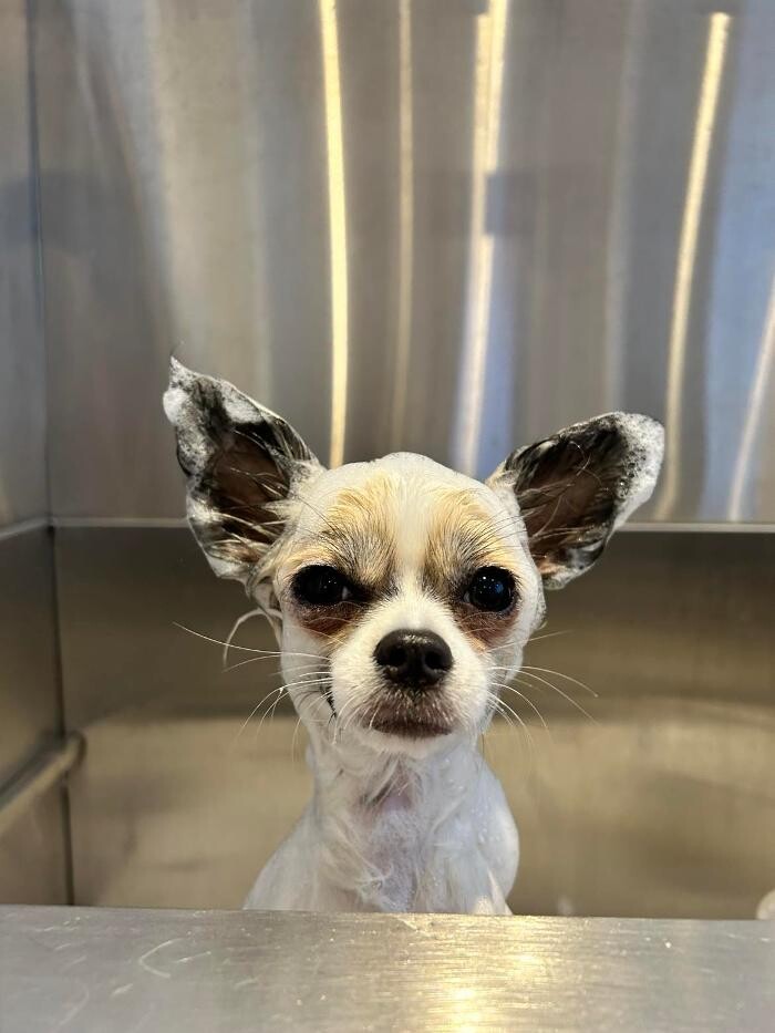 Bilder Hundefriseur Tinas Pfotenglück