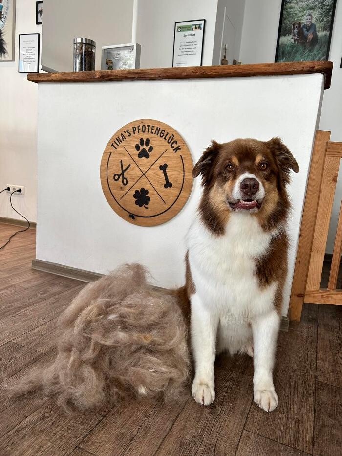 Bilder Hundefriseur Tinas Pfotenglück
