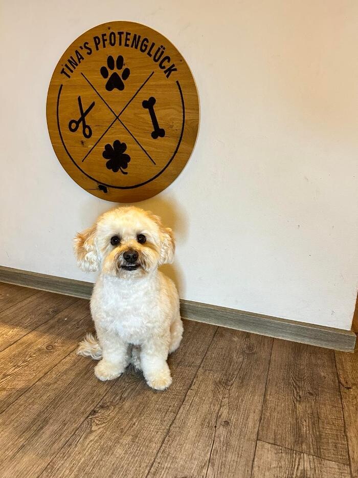 Bilder Hundefriseur Tinas Pfotenglück