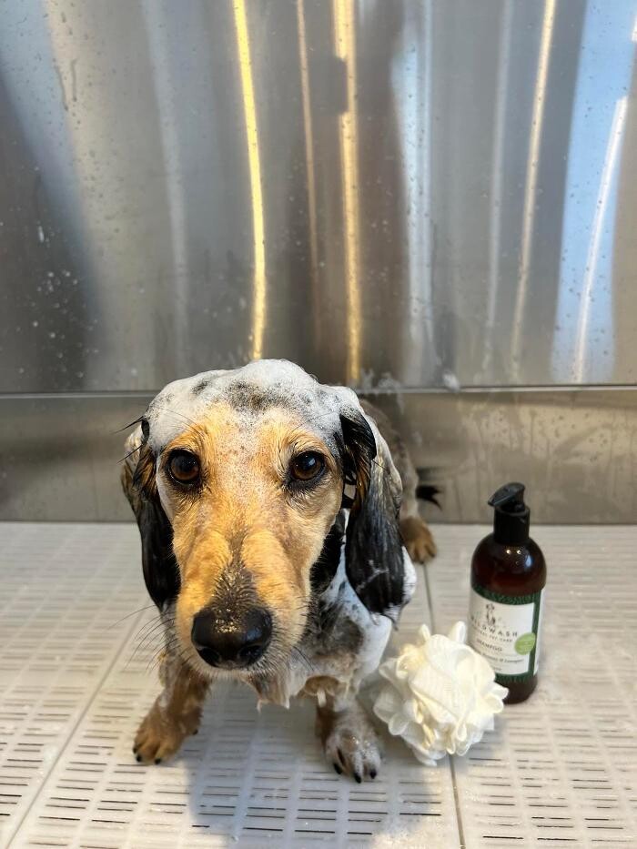 Bilder Hundefriseur Tinas Pfotenglück