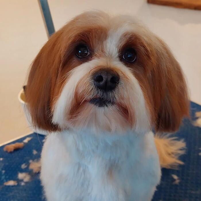 Bilder Hundefriseur Tinas Pfotenglück