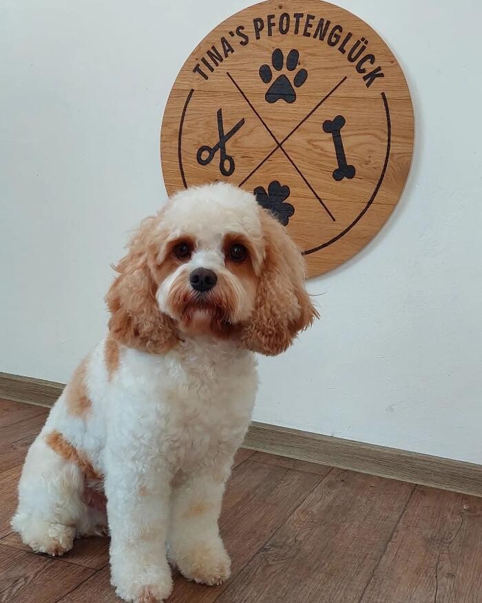 Bilder Hundefriseur Tinas Pfotenglück