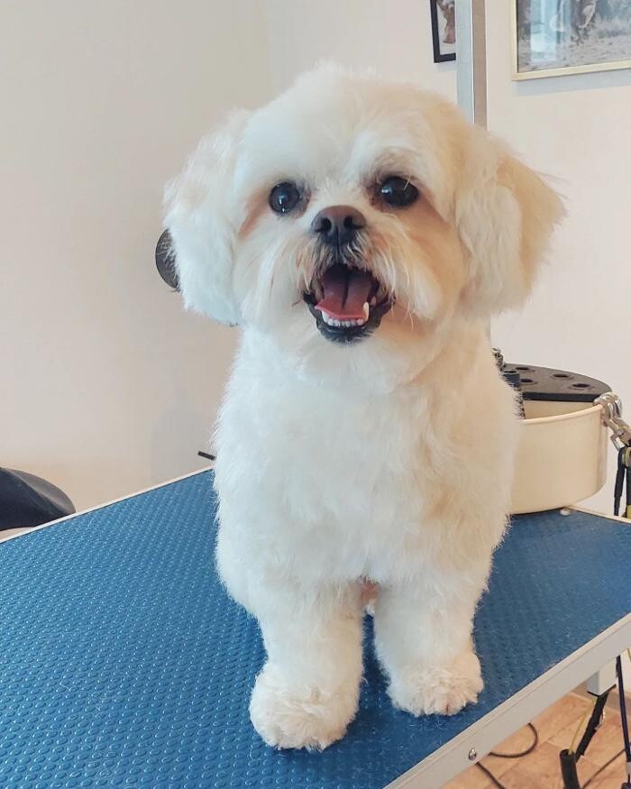 Bilder Hundefriseur Tinas Pfotenglück