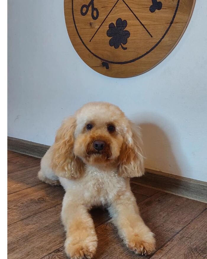 Bilder Hundefriseur Tinas Pfotenglück