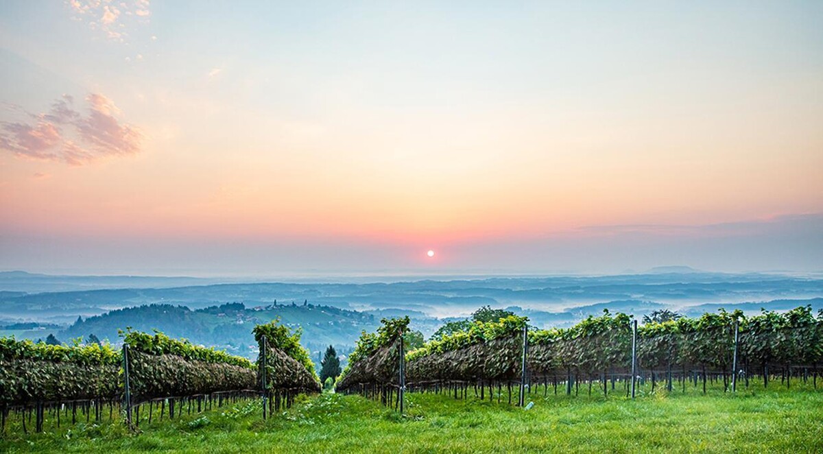 Bilder Langmann Weingut Buschenschank