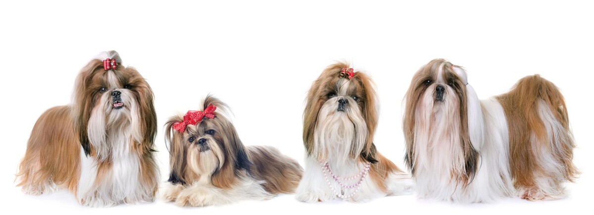 Bilder Frisch Felliebt Hundesalon