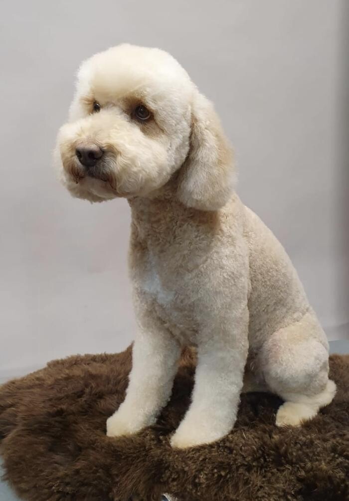 Bilder Frisch Felliebt Hundesalon