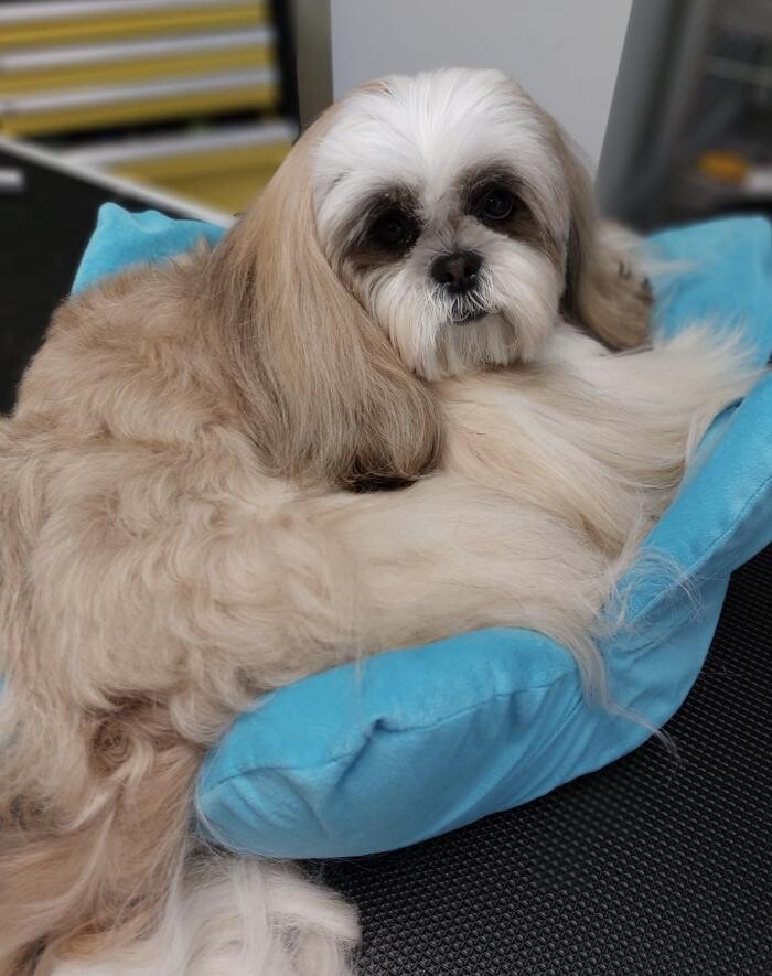 Bilder Frisch Felliebt Hundesalon