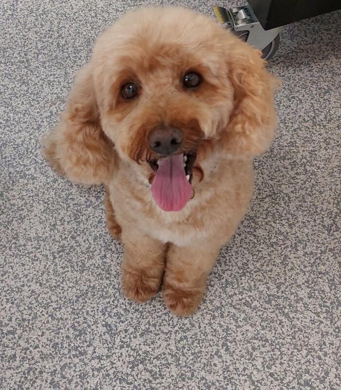 Bilder Frisch Felliebt Hundesalon