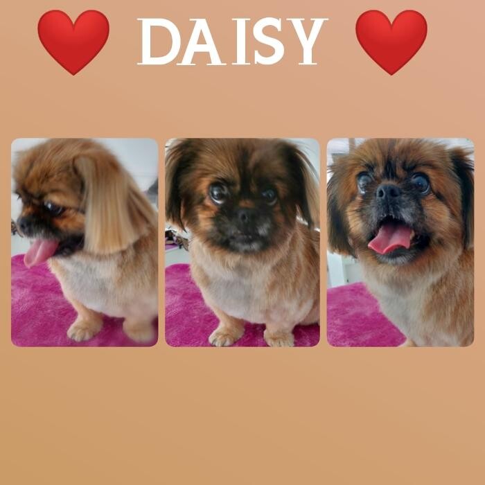 Bilder Frisch Felliebt Hundesalon
