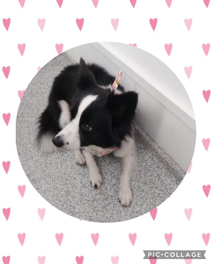 Bilder Frisch Felliebt Hundesalon
