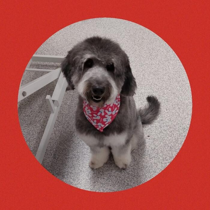 Bilder Frisch Felliebt Hundesalon