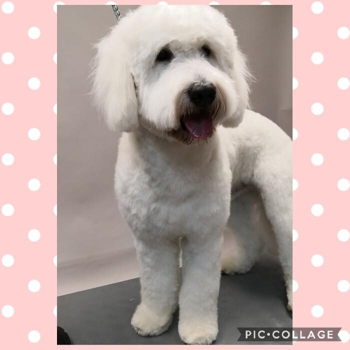 Bilder Frisch Felliebt Hundesalon