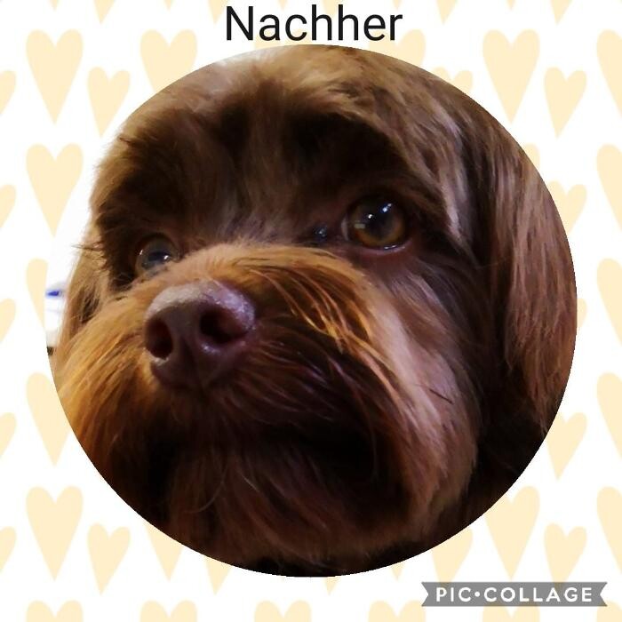 Bilder Frisch Felliebt Hundesalon