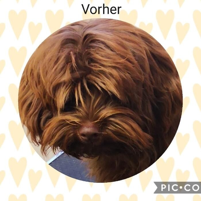 Bilder Frisch Felliebt Hundesalon