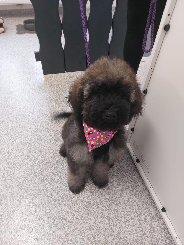 Bilder Frisch Felliebt Hundesalon