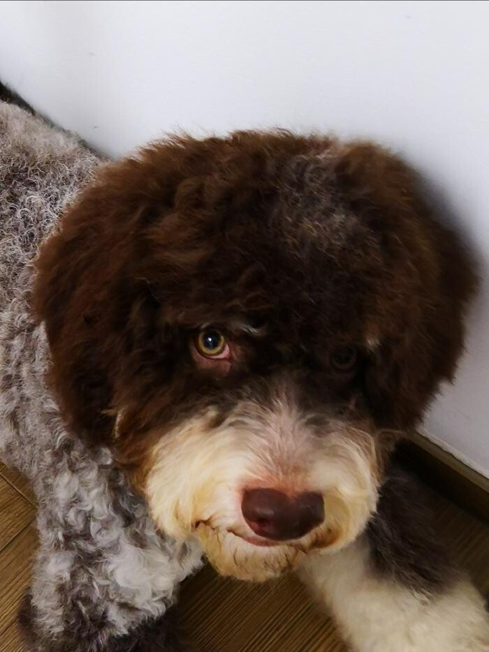 Bilder Frisch Felliebt Hundesalon
