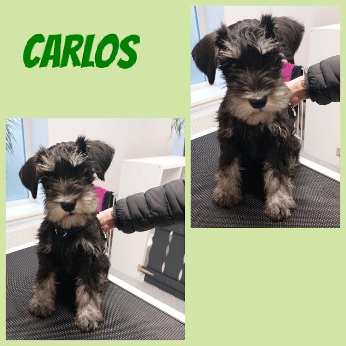 Bilder Frisch Felliebt Hundesalon