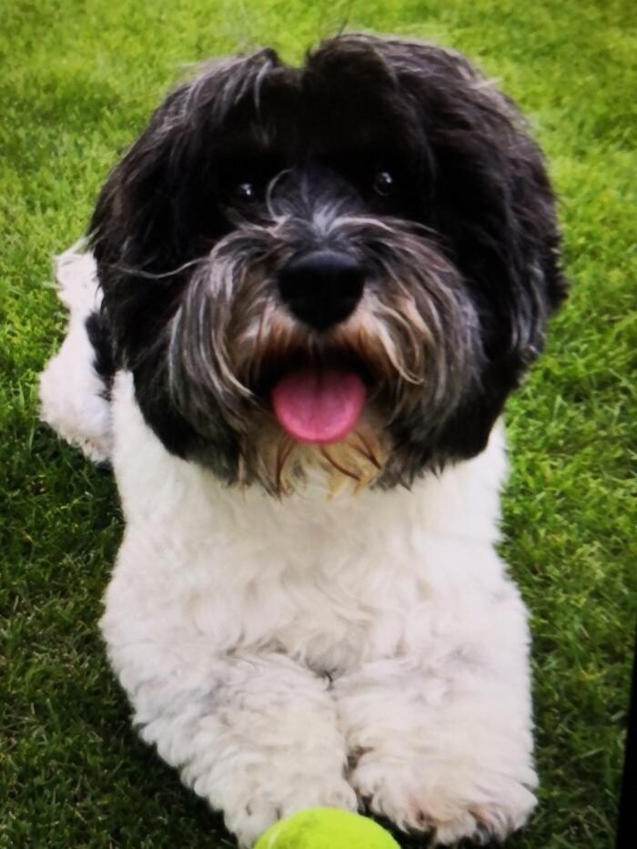 Bilder Frisch Felliebt Hundesalon