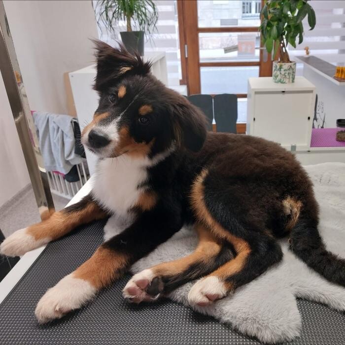 Bilder Frisch Felliebt Hundesalon