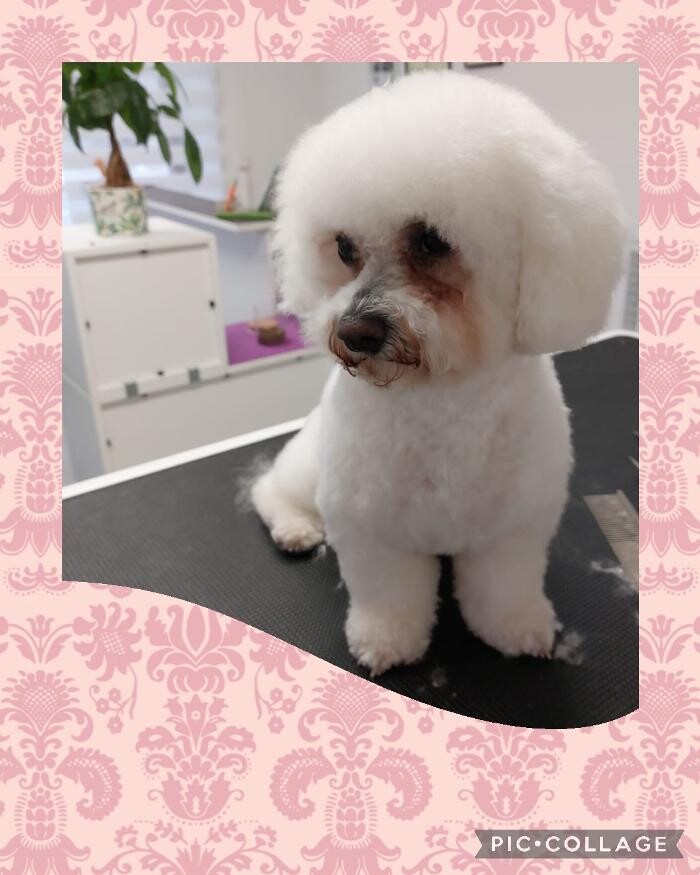 Bilder Frisch Felliebt Hundesalon