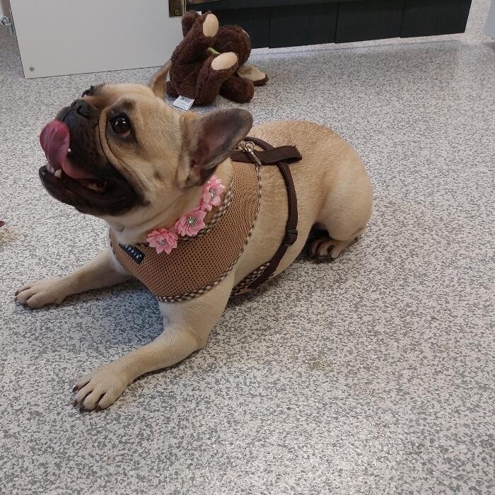 Bilder Frisch Felliebt Hundesalon