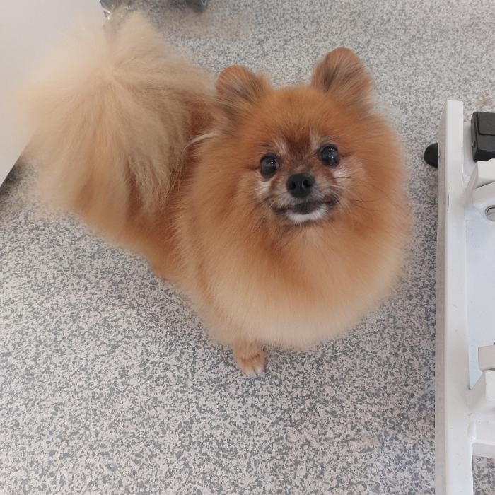Bilder Frisch Felliebt Hundesalon