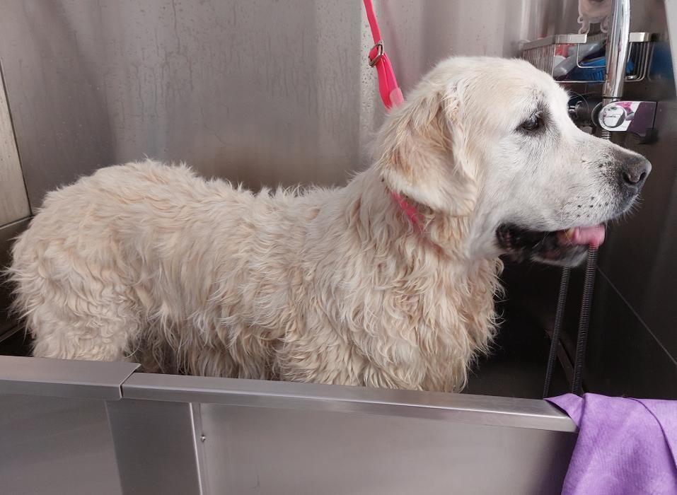 Bilder Frisch Felliebt Hundesalon